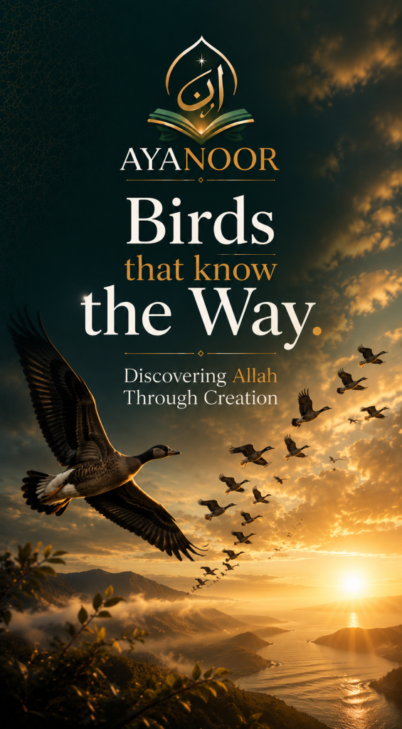 Birds that know The Way